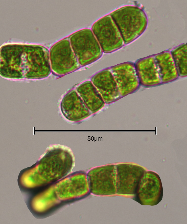 Stigeoclonium tenue
